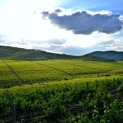 Sopot-vineyards